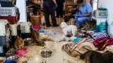 GNR fiscaliza habitação no Montijo com 32 animais e investiga riscos de saúde pública