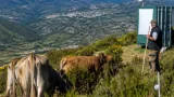 Gouveia aposta em vacas cachenas para reduzir risco de incêndio e gerar valor local