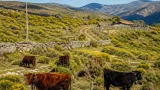 Gouveia testa pastorícia com vacas cachenas para reduzir risco de incêndio