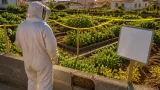 Horta acompanha alerta sobre ataques de abelhas após morte de idosa no Brasil