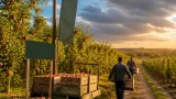 Maçã de Alcobaça: produção sobe até 4% apesar de quebras por produtor