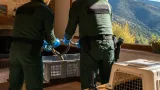 Seia: GNR recolhe cobra-de-água encontrada dentro de habitação e devolve-a ao seu habitat