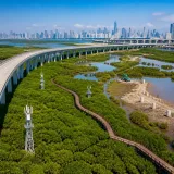 Shenzhen usa tecnologia e planeamento para proteger mangais no centro da cidade