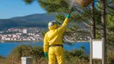 Viana do Castelo regista mais de 13 mil ninhos de vespa-asiática destruídos desde o início do plano nacional