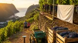 Vindima em Câmara de Lobos marcada para 31 de agosto com aumento dos apoios às castas