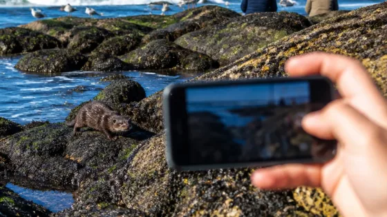 Viana do Castelo: vison-americano filmado nas rochas da praia de Carreço preocupa e desperta curiosidade