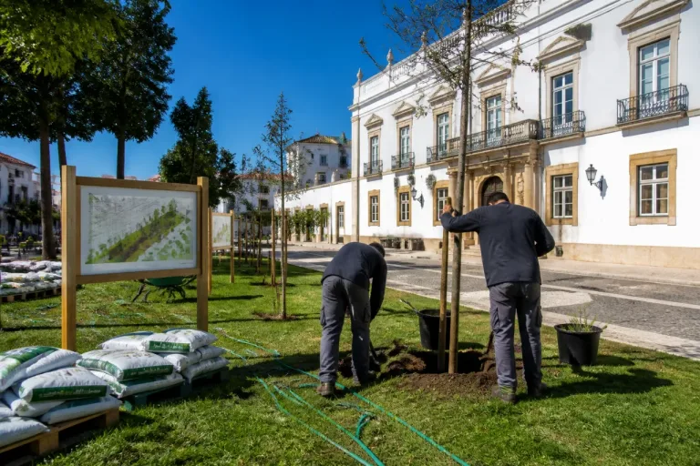 Beja compromete-se com projeto-piloto para aumentar coberto arbóreo e mitigar ondas de calor