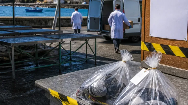 Agricultura regional desaconselha consumo de carne de pombo após achado de aves mortas em várias ilhas