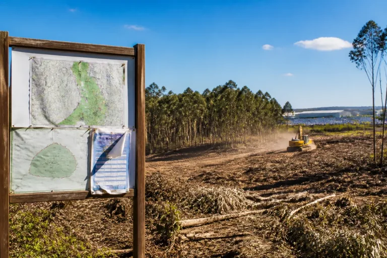 Consulta pública do plano para zonas de aceleração das renováveis gera alerta sobre risco de destruição de floresta