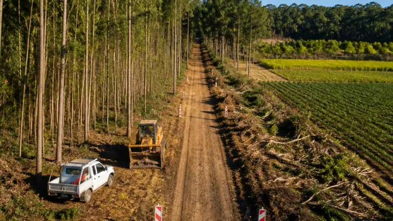 Aveiro intensifica prevenção de incêndios com intervenção em 78 quilómetros de caminhos