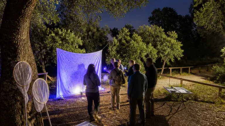 Castelo Branco: Parque do Barrocal organiza sessão de observação de borboletas noturnas