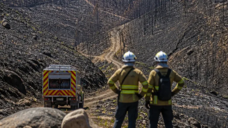 Distrito de Viseu regista 8.172 hectares ardidos até julho, segundo ICNF