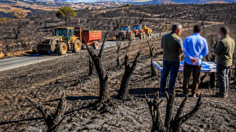 Incêndio em Mirandela destrói vastas áreas agrícolas e lança alerta sobre futuro do olival