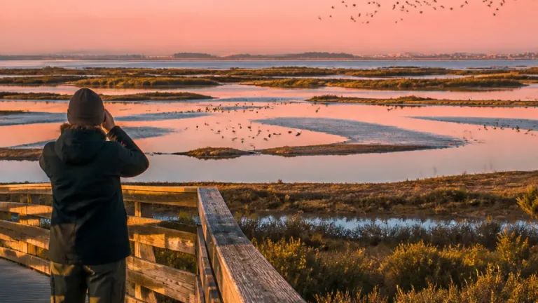 Reserva Natural do Estuário do Tejo: 14 mil hectares que salvaguardam uma das maiores zonas húmidas da Europa
