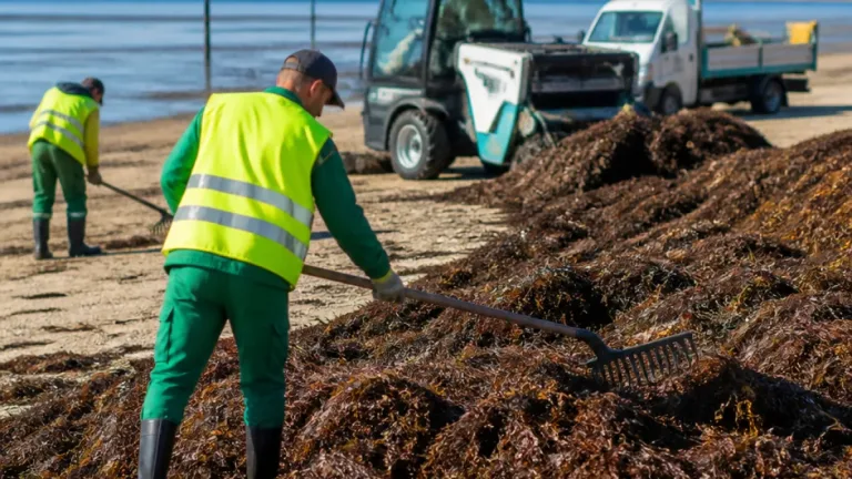 Vila Real de Santo António reforça limpeza nas praias após forte depósito de algas