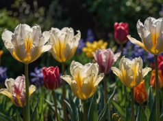 As flores ideais para embelezar o seu jardim na primavera As flores ideais para embelezar o seu jardim na primavera