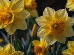 Diferença entre narcisos e junquilhos: tudo o que você precisa saber Diferença entre narcisos e junquilhos: tudo o que você precisa saber